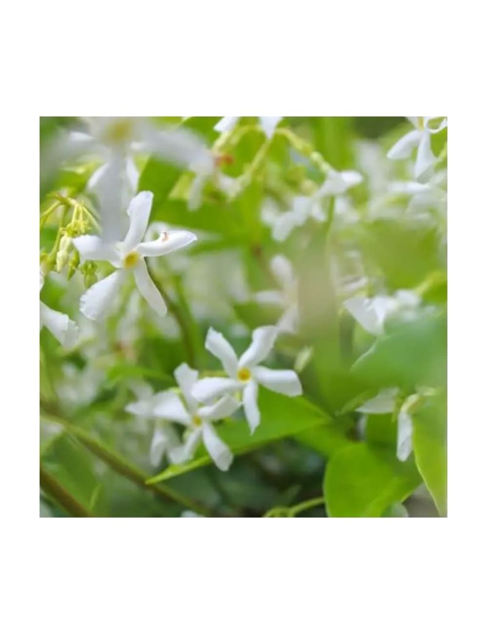 Recharge pour bouquet parfumé jasmin de Grasse 250ml - Maisons du Monde