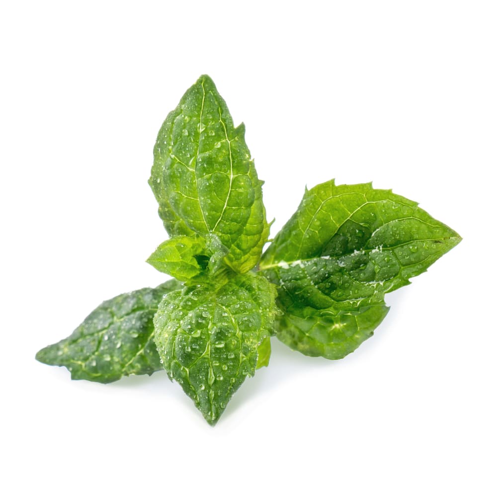 Lingot® Menthe Verte compatible potager Véritable® et Exky® - Maisons du Monde