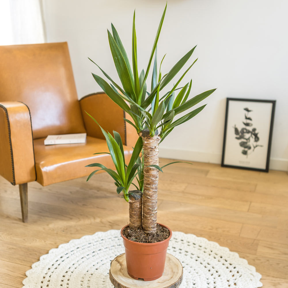 Yucca sans cache-pot Yucca sans cache-pot