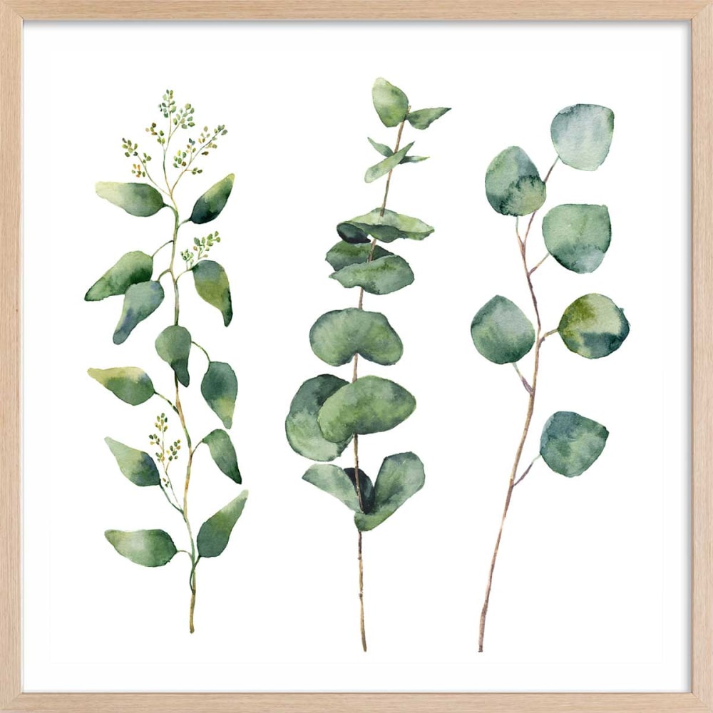 Affiche aquarelle eucalyptus avec cadre bois 30x30 cm