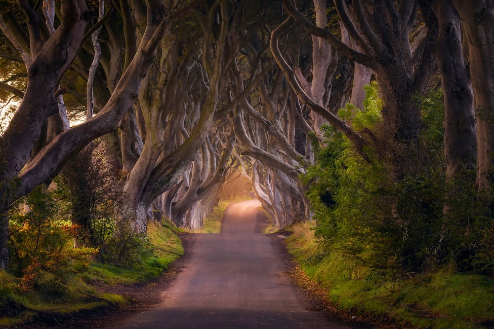 Tableau nature arbres enchanteurs impression sur aluminium 120x80 cm