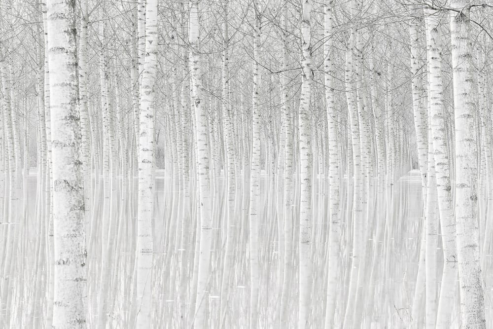 Tableau nature perspective trees toile imprimée 120x80 cm