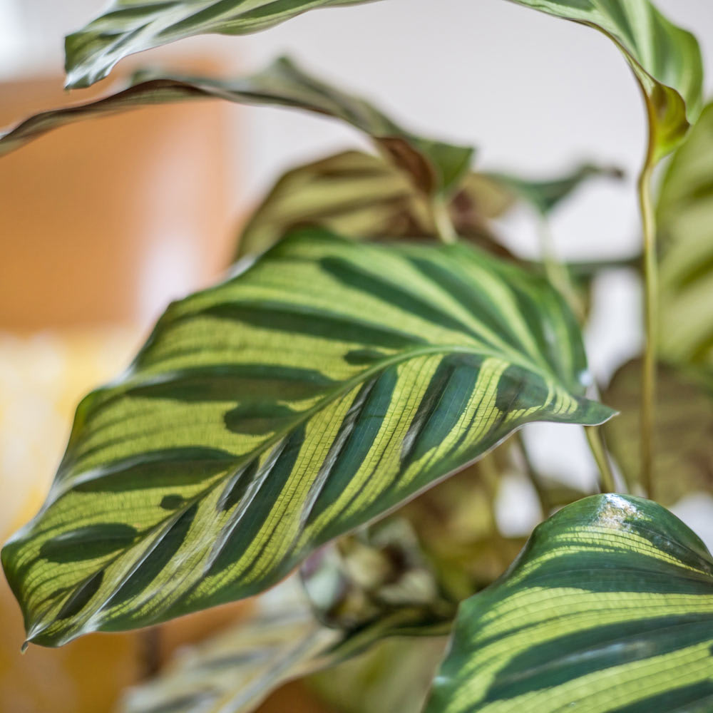 Plante d'intérieur dépolluante : Le calathéa Makoyana - Maisons du Monde