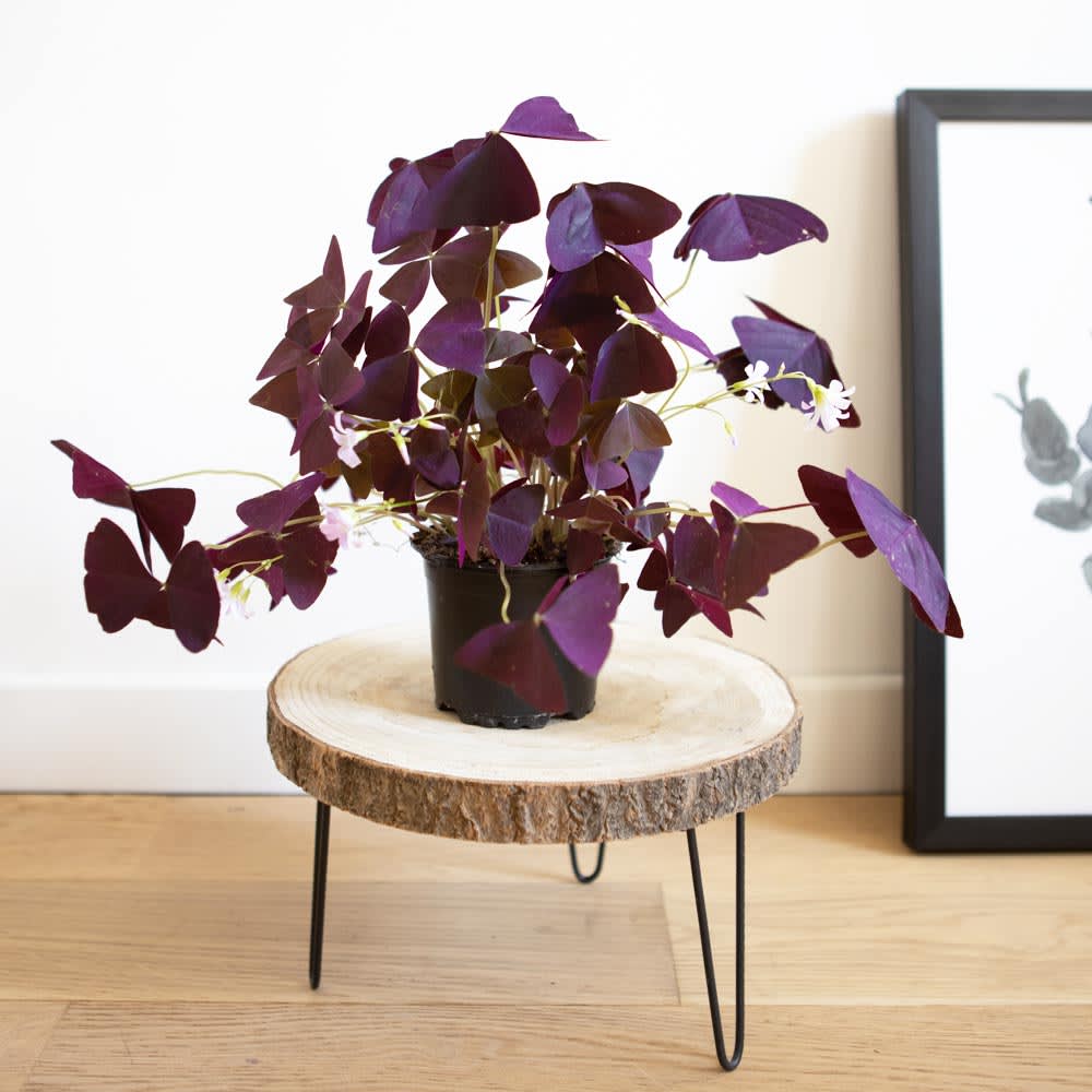 Plante d'intérieur : L'oxalis triangularis + Cache-pot - Maisons du Monde