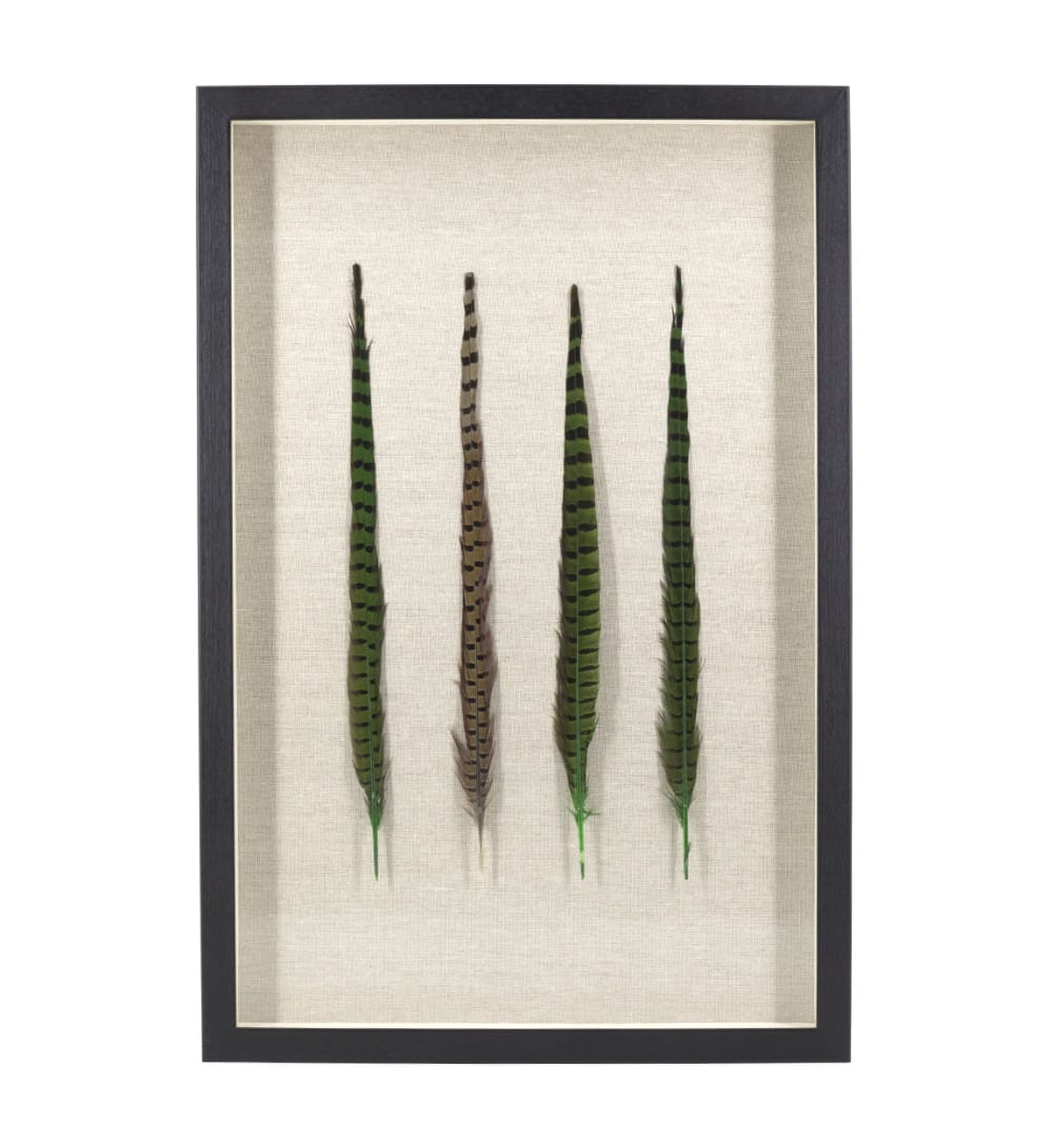 Tableau quatre plumes avec verre 50x75 cm