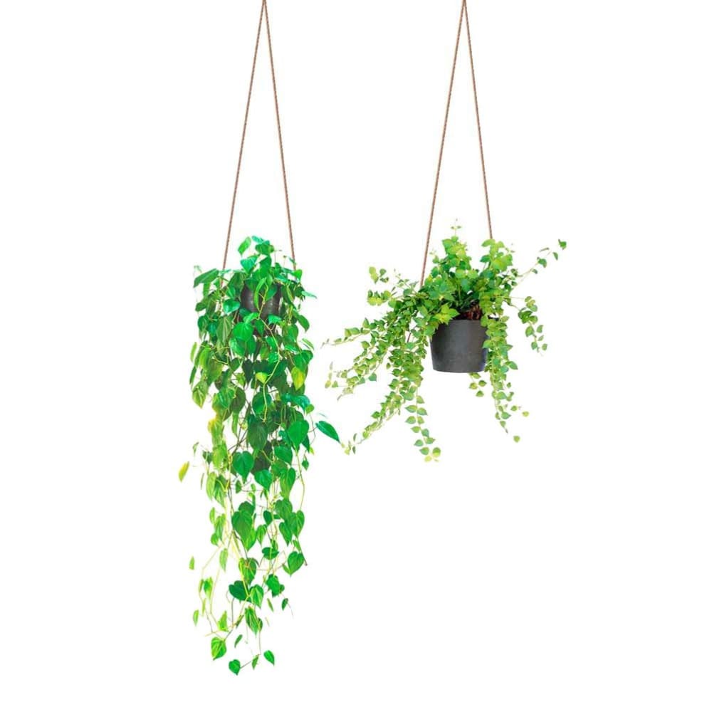 Autocollant mural suspensions plantes 71x51cm