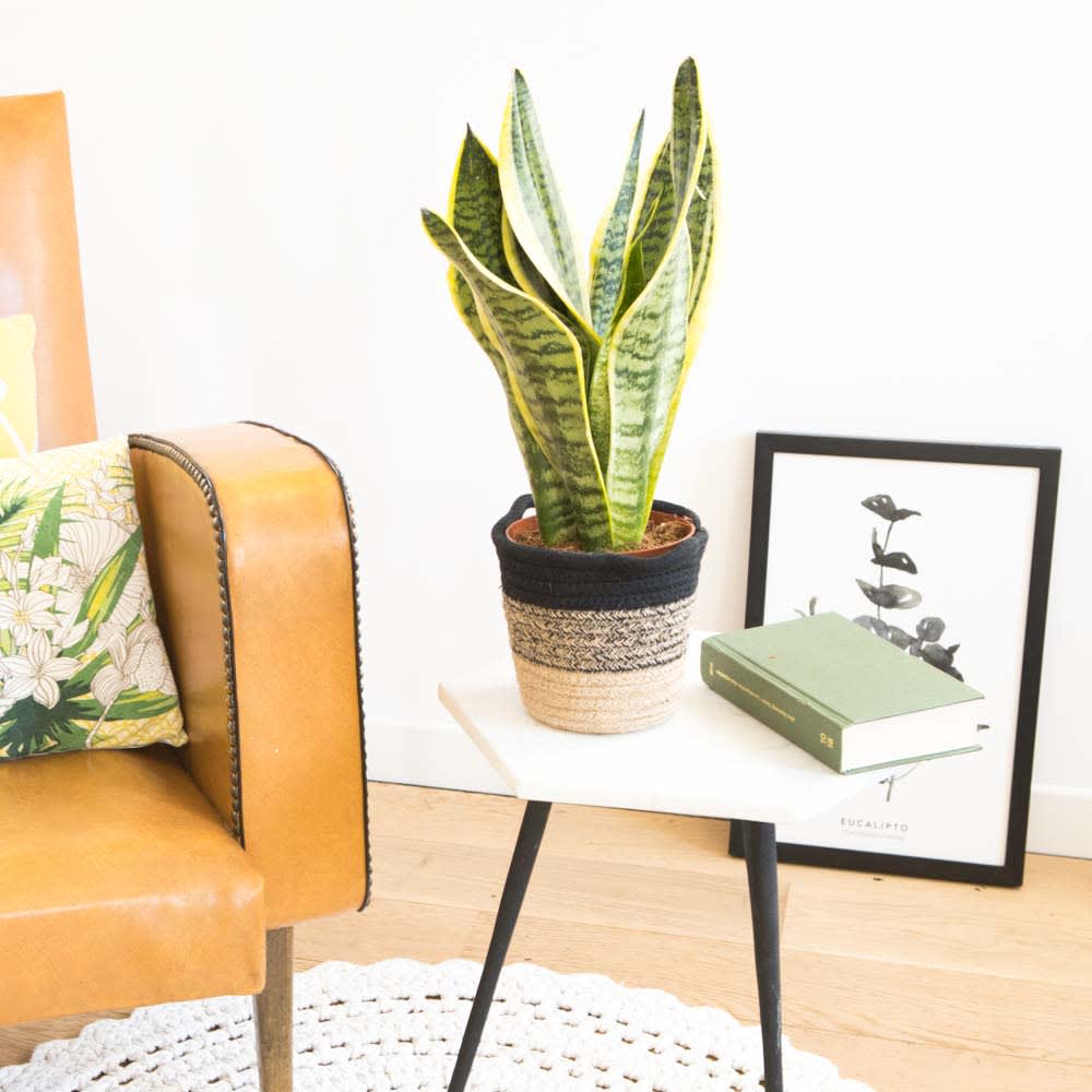 Plante d'intérieur dépolluante sansevieria + cache-pot - Maisons du Monde