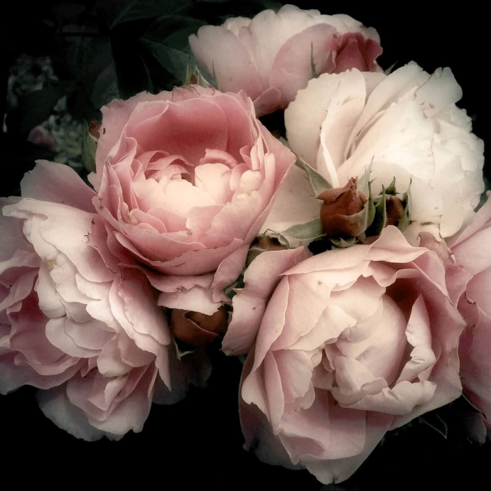 Tableau sur toile fleur romantique 90x90cm