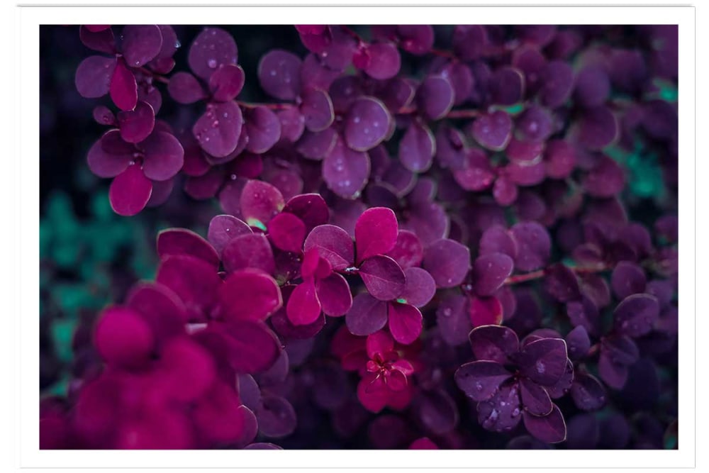 Póster de flores lilas de primavera sin marco 60x40cm