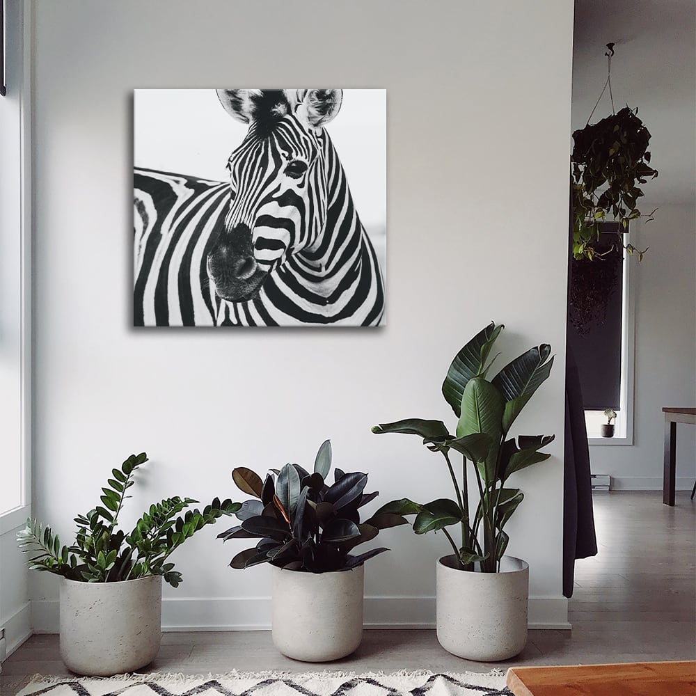 Cuadro - Bozal De Cebra cm. 60x60 - Maisons du Monde