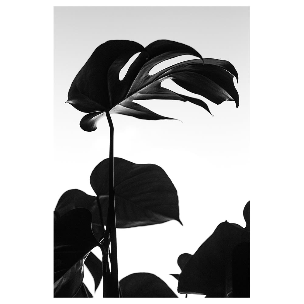 Tableau impression sur toile grandes feuilles 60x90cm