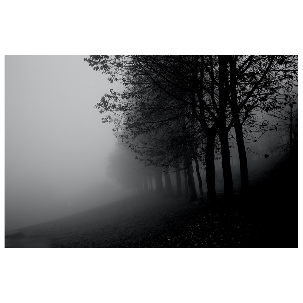 Stampa decorativa - Nebbia tra gli alberi cm. 60x90 - Grigio - PES - Poliestere