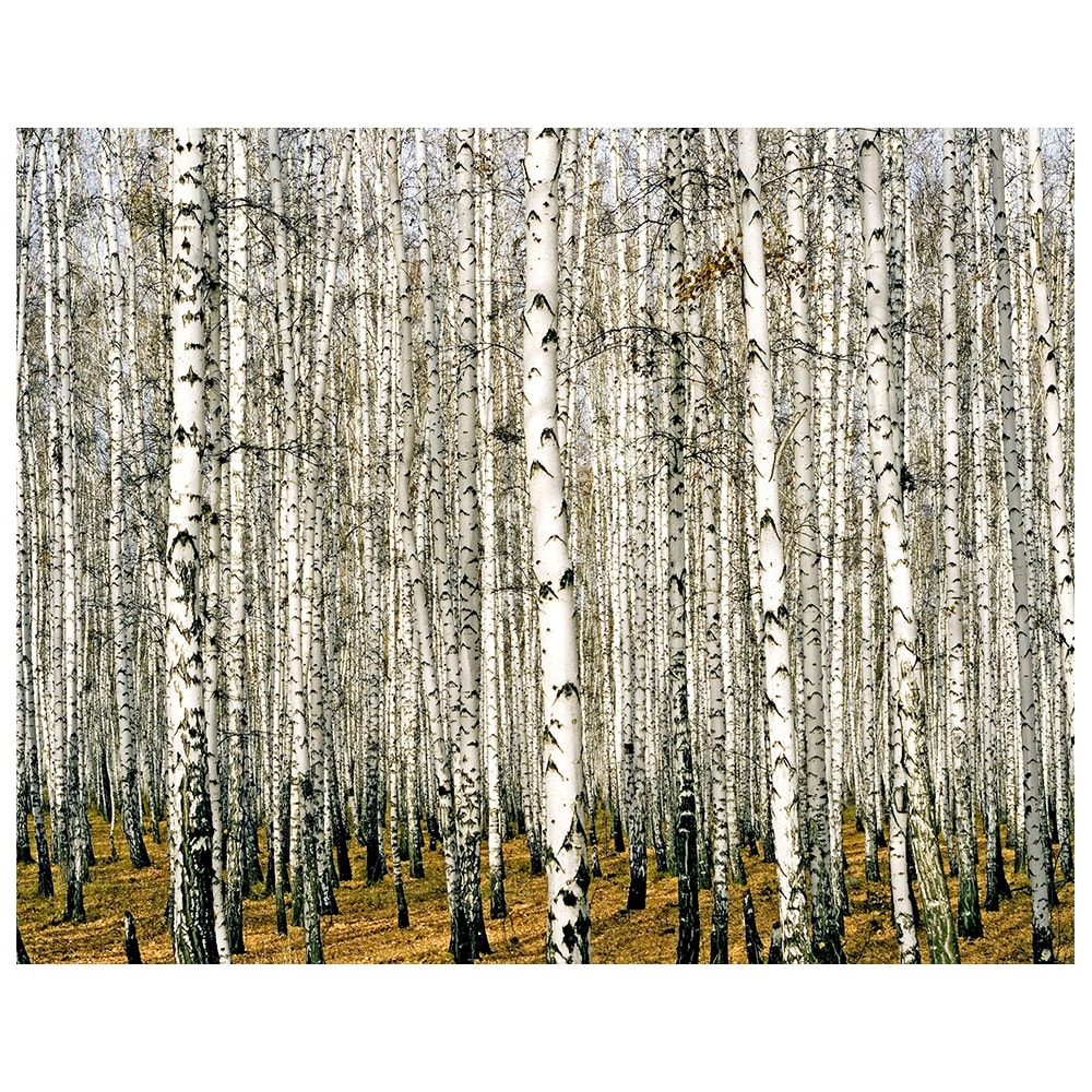 Stampa su tela - Fitto bosco di betulle cm. 80x100 - Multicolore - PES - Poliestere