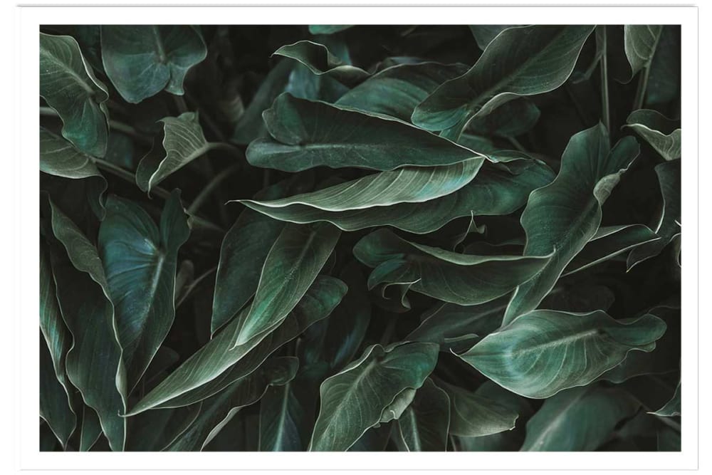 Póster de hojas verdes sin marco 60x40cm