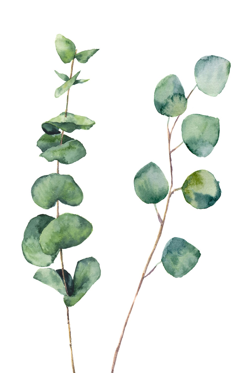 Tableau nature feuille d' eucalyptus imprimé sur toile 30x45 cm