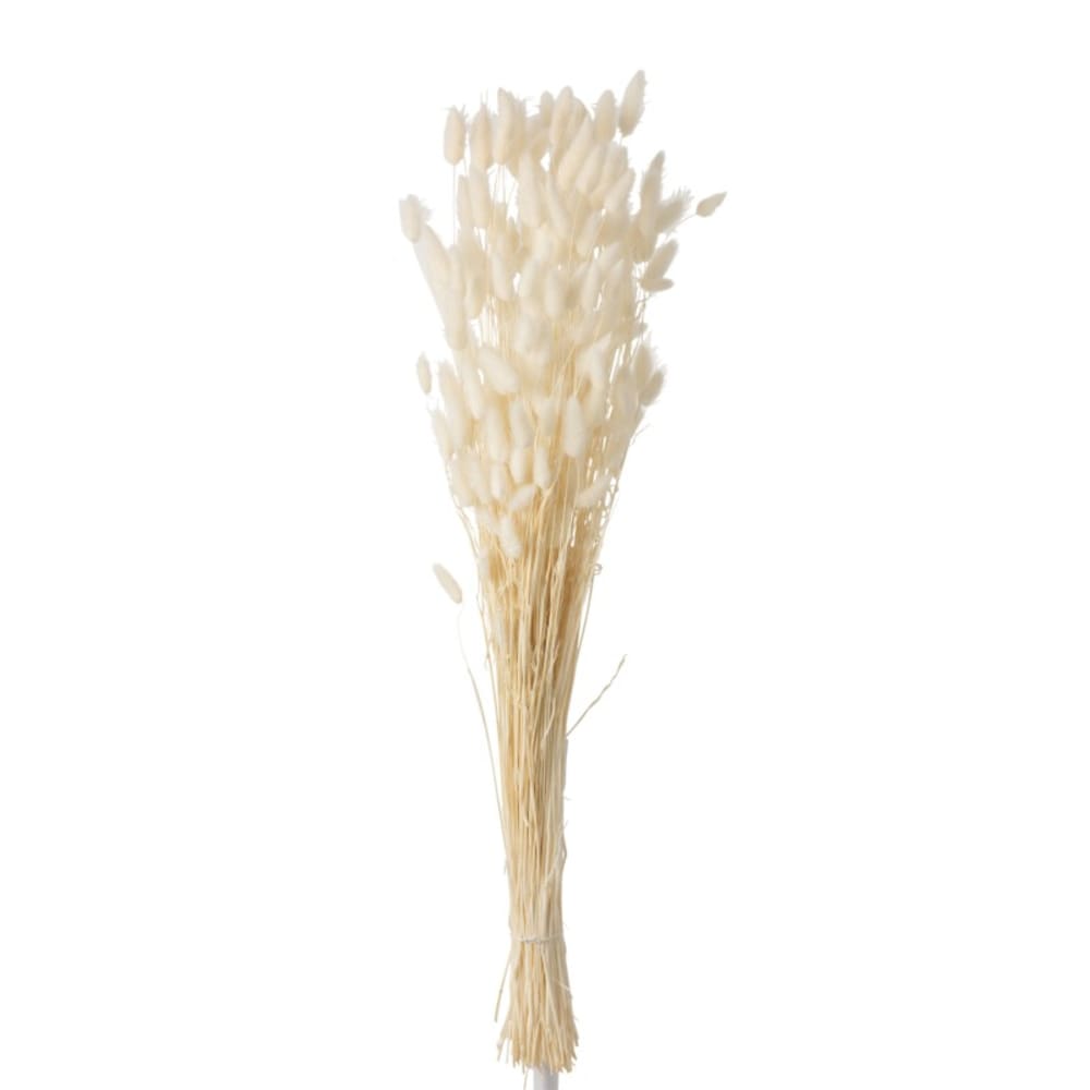 Manojo pluma cola de liebre seco crudo alt. 86 cm