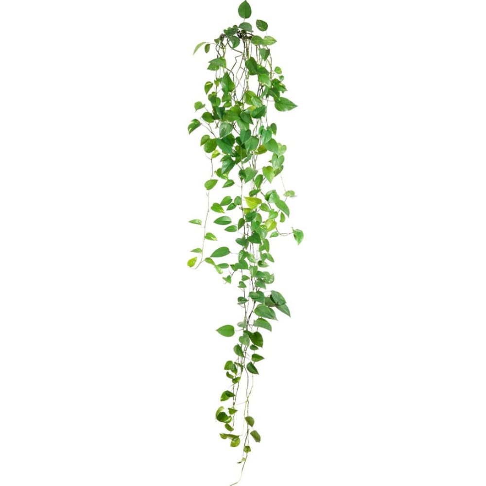 STC Stickers muraux branches de lierre 62x15cm style campagne Vert Pva - Polyacétate De Vinyle