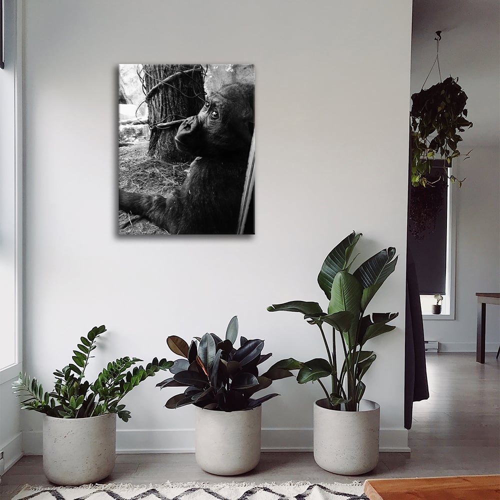 Tableau impression sur toile le chimpanzé 60x80cm - Maisons du Monde
