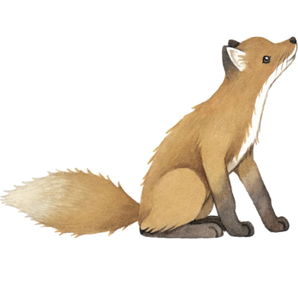 Sticker renard Forest (Lilipinso) - Image 1