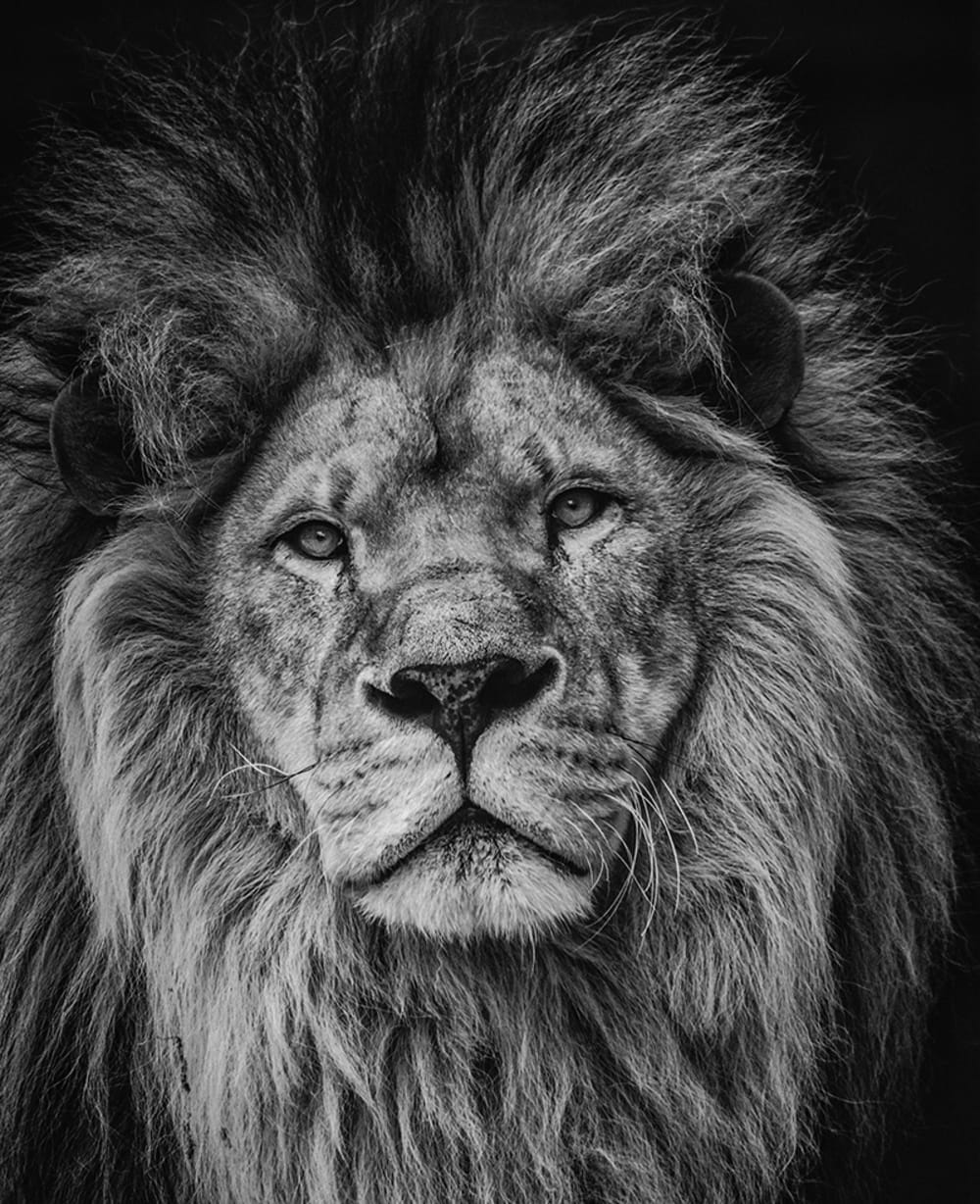 Cuadro León blanco y negro 40 × 50