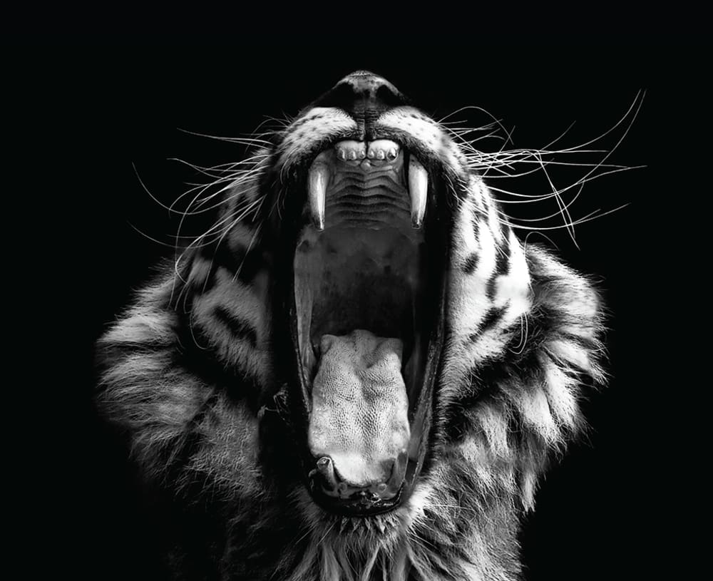 Cuadro Tigre blanco y negro 40 × 50
