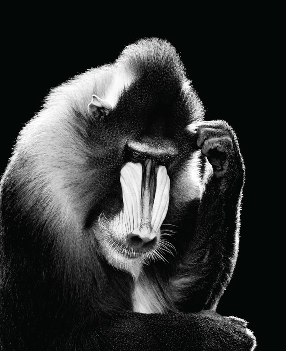 Cuadro Mono blanco y negro 40 × 50