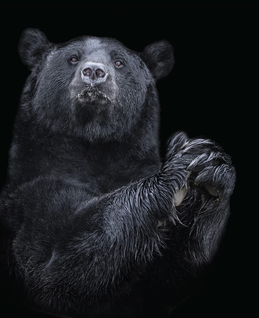 Cuadro Oso blanco y negro 40 × 50