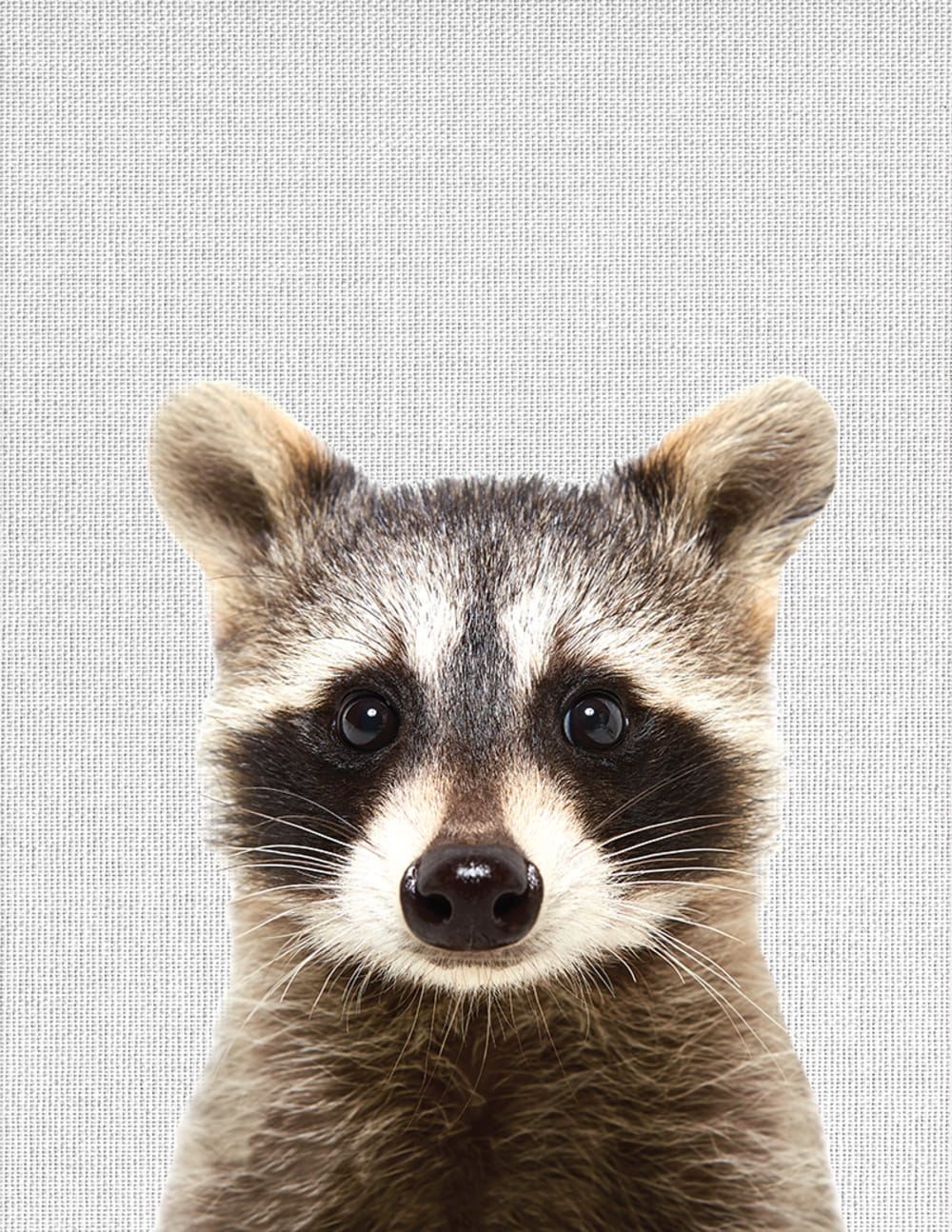 Tableau sur toile raton laveur 30x40