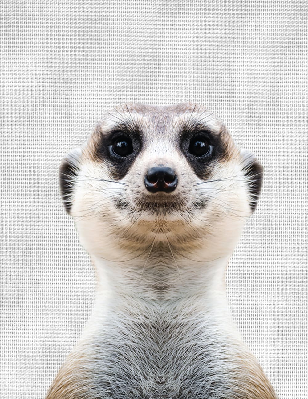 Tableau sur toile suricate 30x40