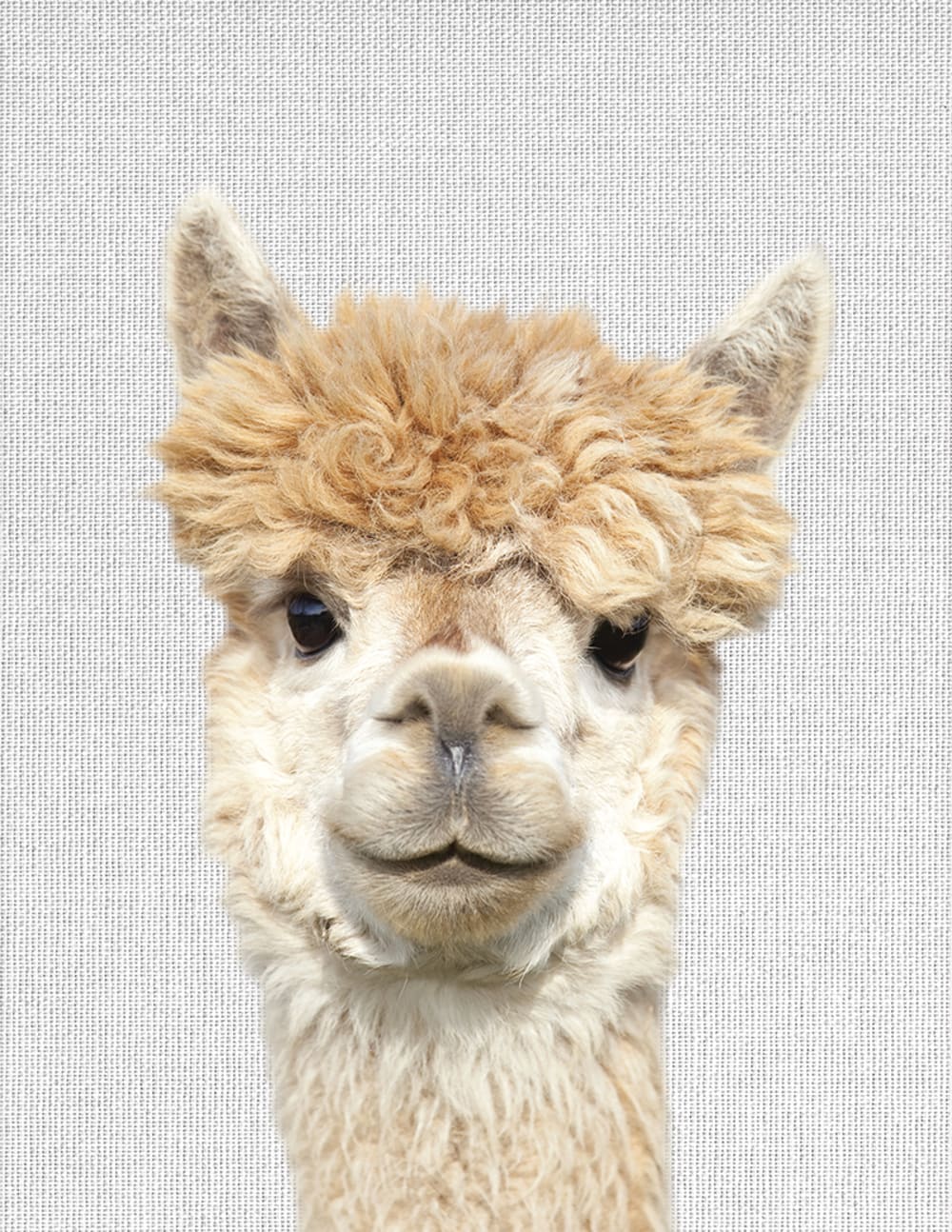 Cuadro Llama 30 × 40 cm