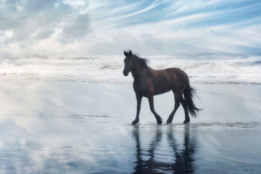 Tableau cheval mouvement du cheval  imprimé sur toile 90x60 cm