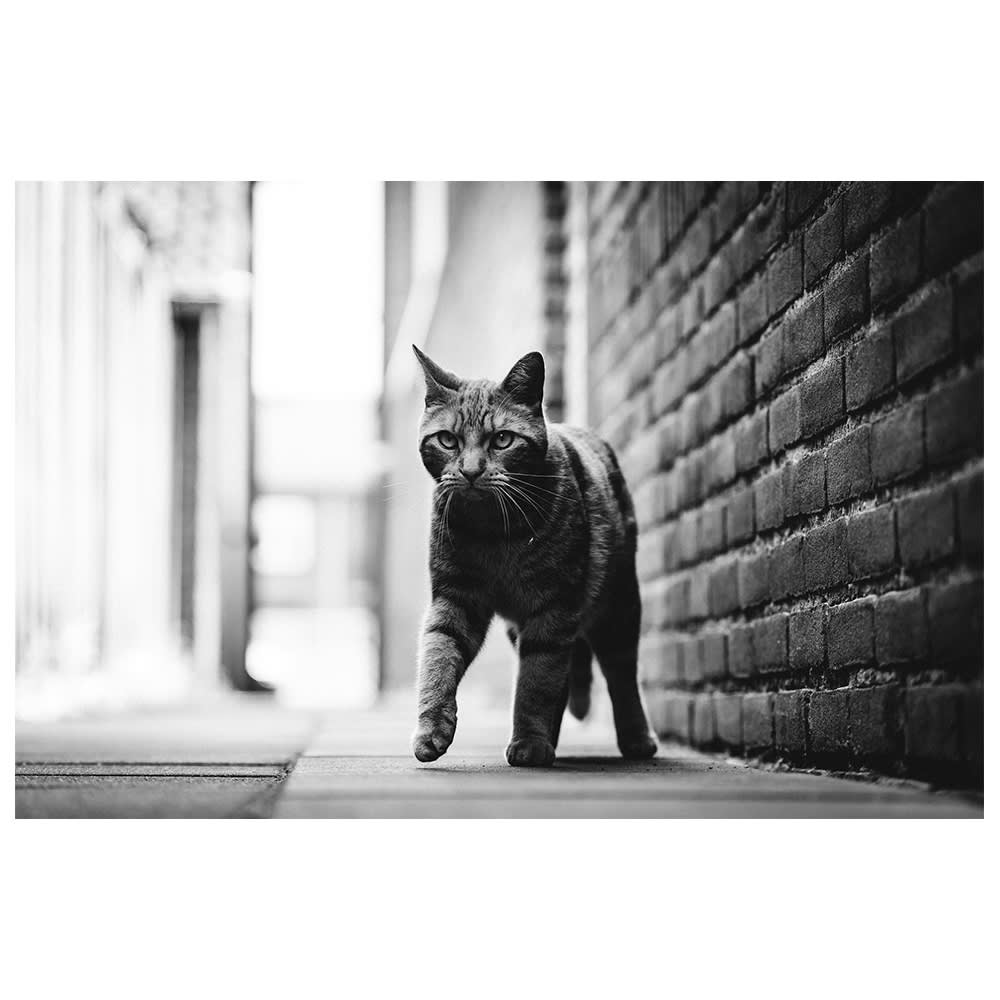 Stampa decorativa - Passo felino cm. 60x90 - Grigio - PES - Poliestere