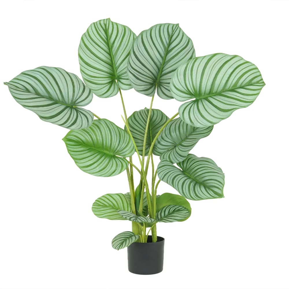 Plante verte calathea - artificiel