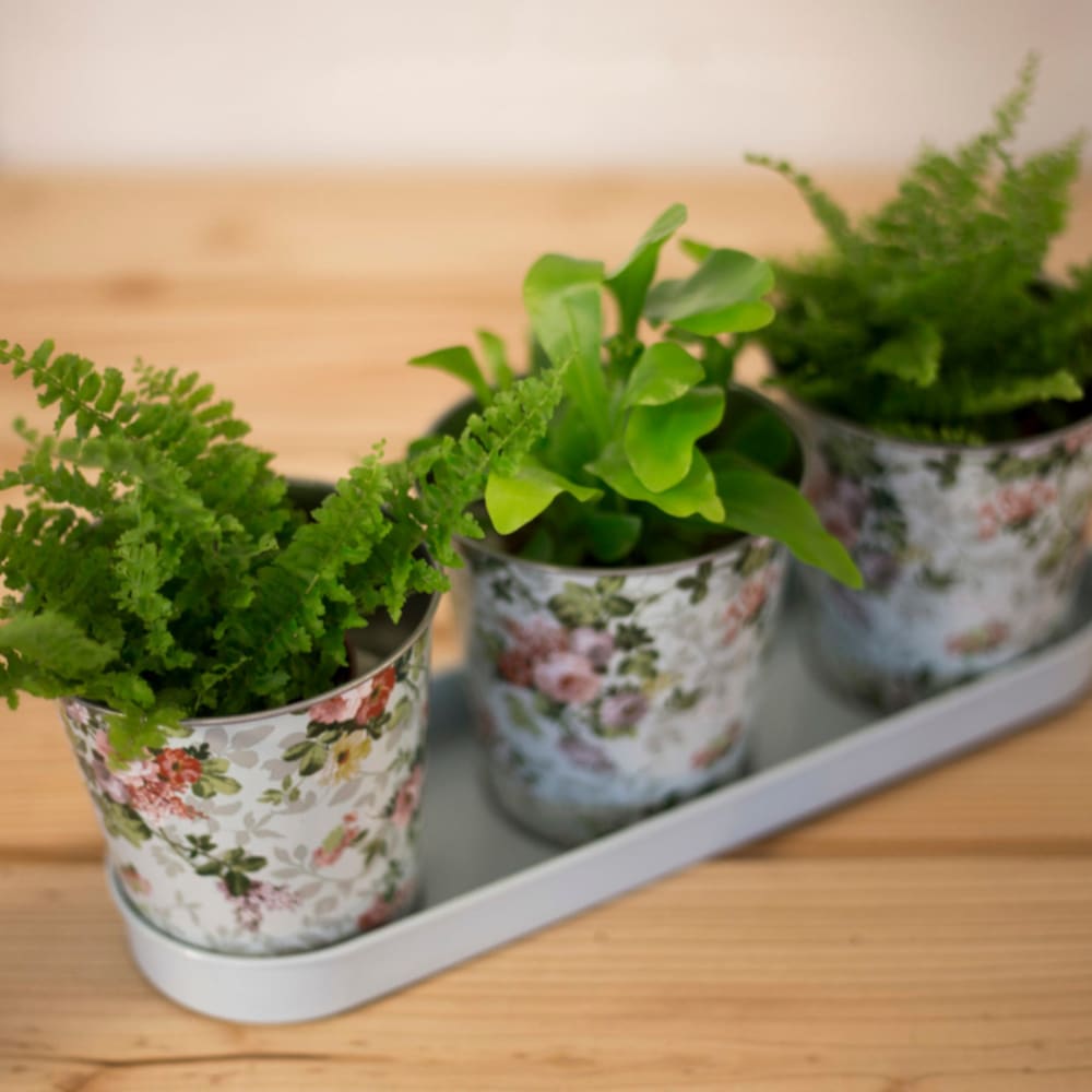 Jardinière zinc 3 pots imprimé roses multicolore - Maisons du Monde