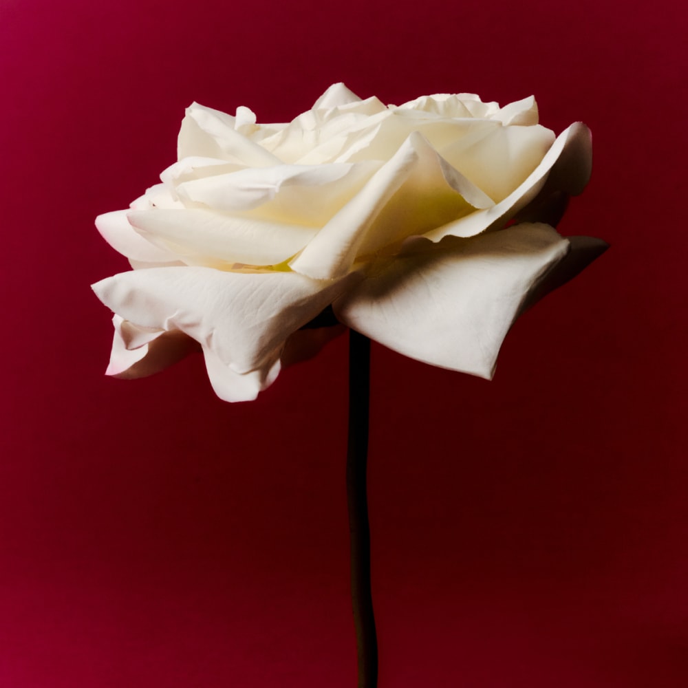 Stelo di rosa artificiale bianco h65 - Sia Deco