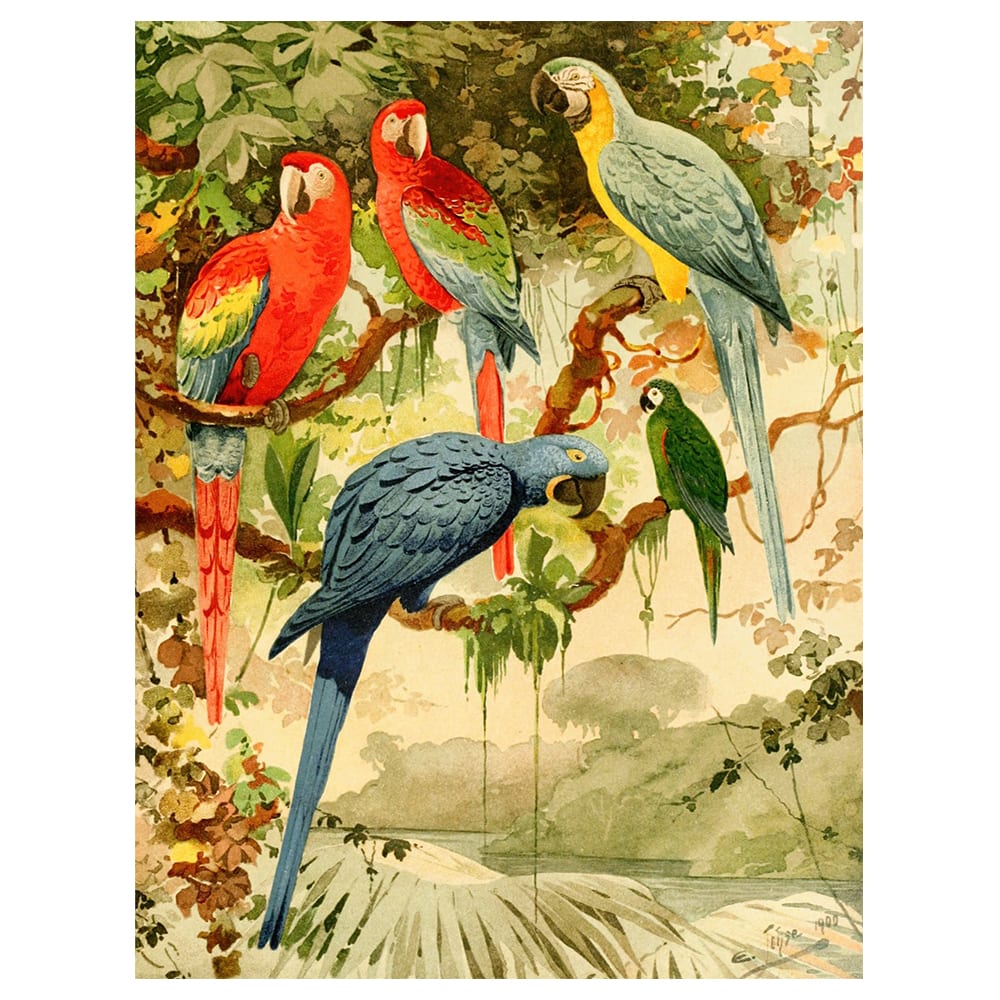 Cuadro lienzo - Guacamayos - Emil August Goeldi cm. 60x80