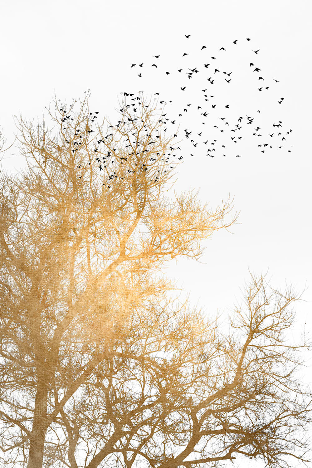 Tableau dessin ciel d'or imprimé sur toile 60x90 cm