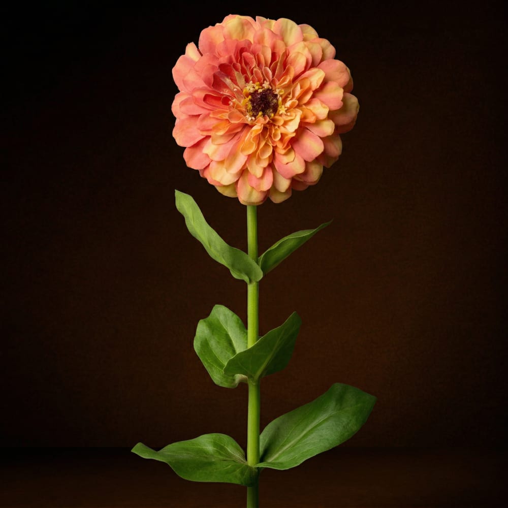 Stelo  di zinnia arancione h68 - Sia Deco