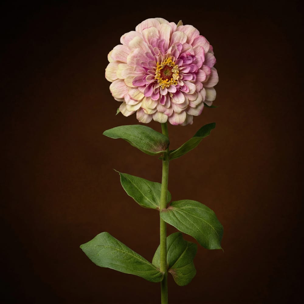 Stelo di zinnia rosa h68 - Sia Deco