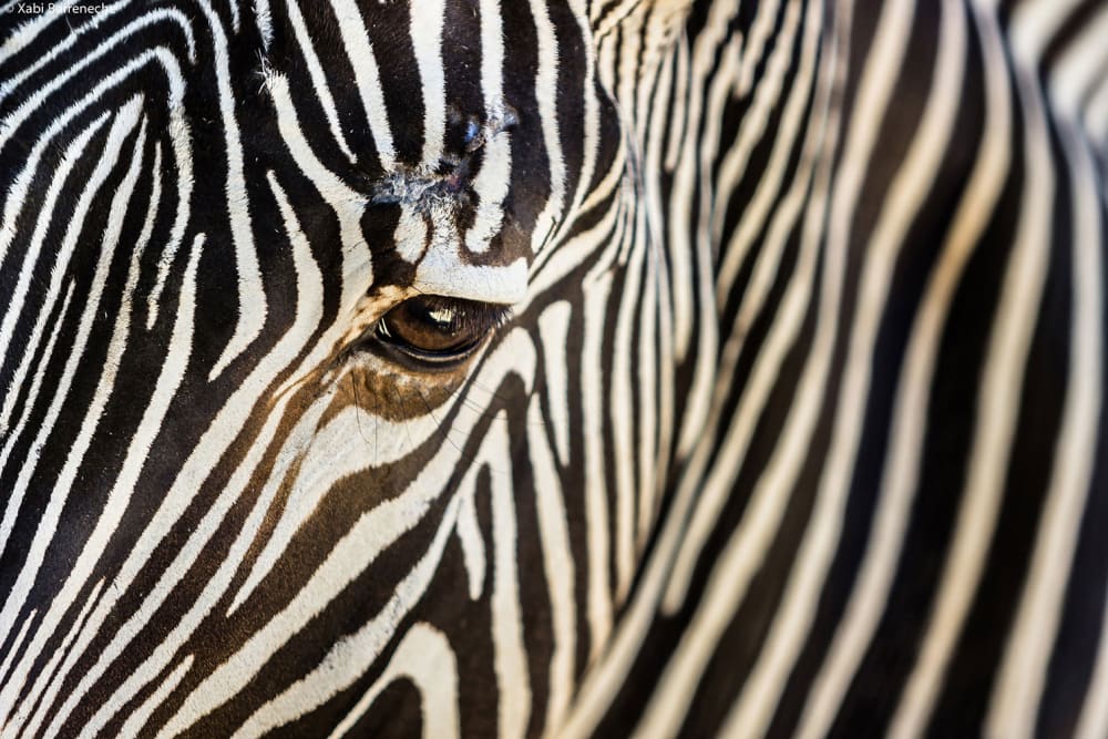 Quadro animale zebra cm - Modello Esotico - Nero - PES - Poliestere