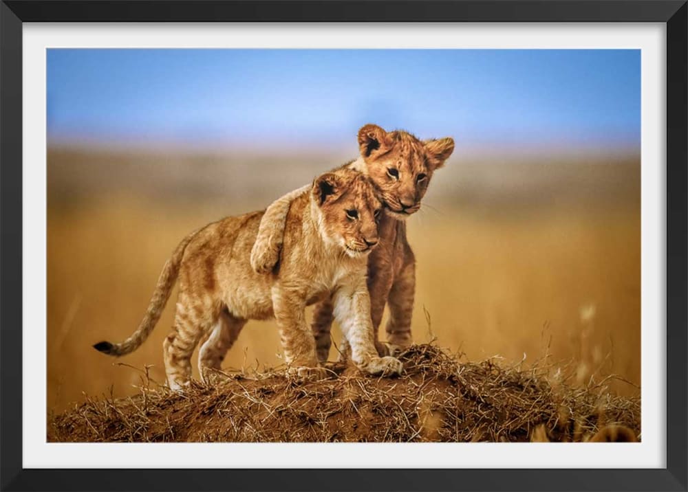 Affiche animaux brothers for the life avec cadre noir 60x40 cm