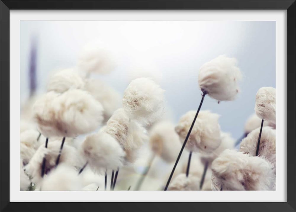 Póster flores de algodón al viento con marco negro 30x20cm