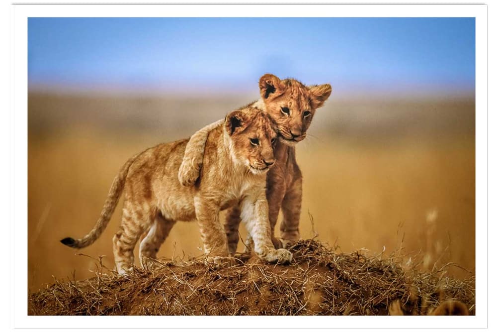 Affiche animaux brothers for the life sans cadre 90x60 cm