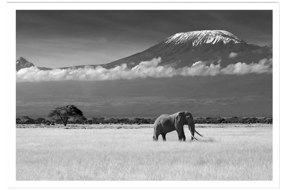 Affiche éléphant et Kilimanjaro sans cadre 90x60 cm