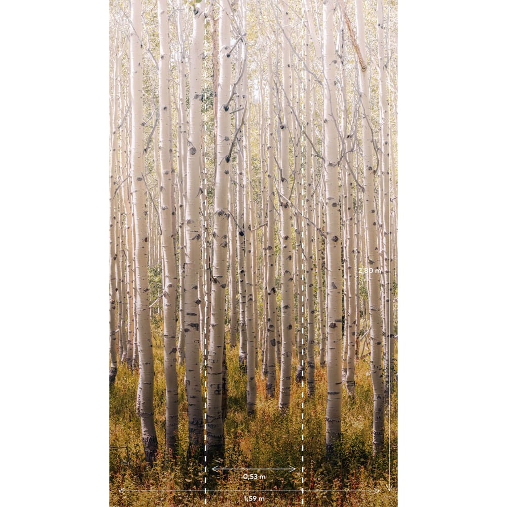 Papier peint forêt de bouleaux 159x280 cm — vue 3