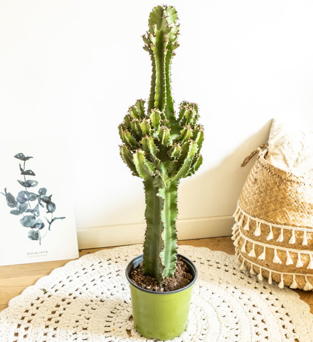 Grande euphorbe erythrea 90 cm - Maisons du Monde