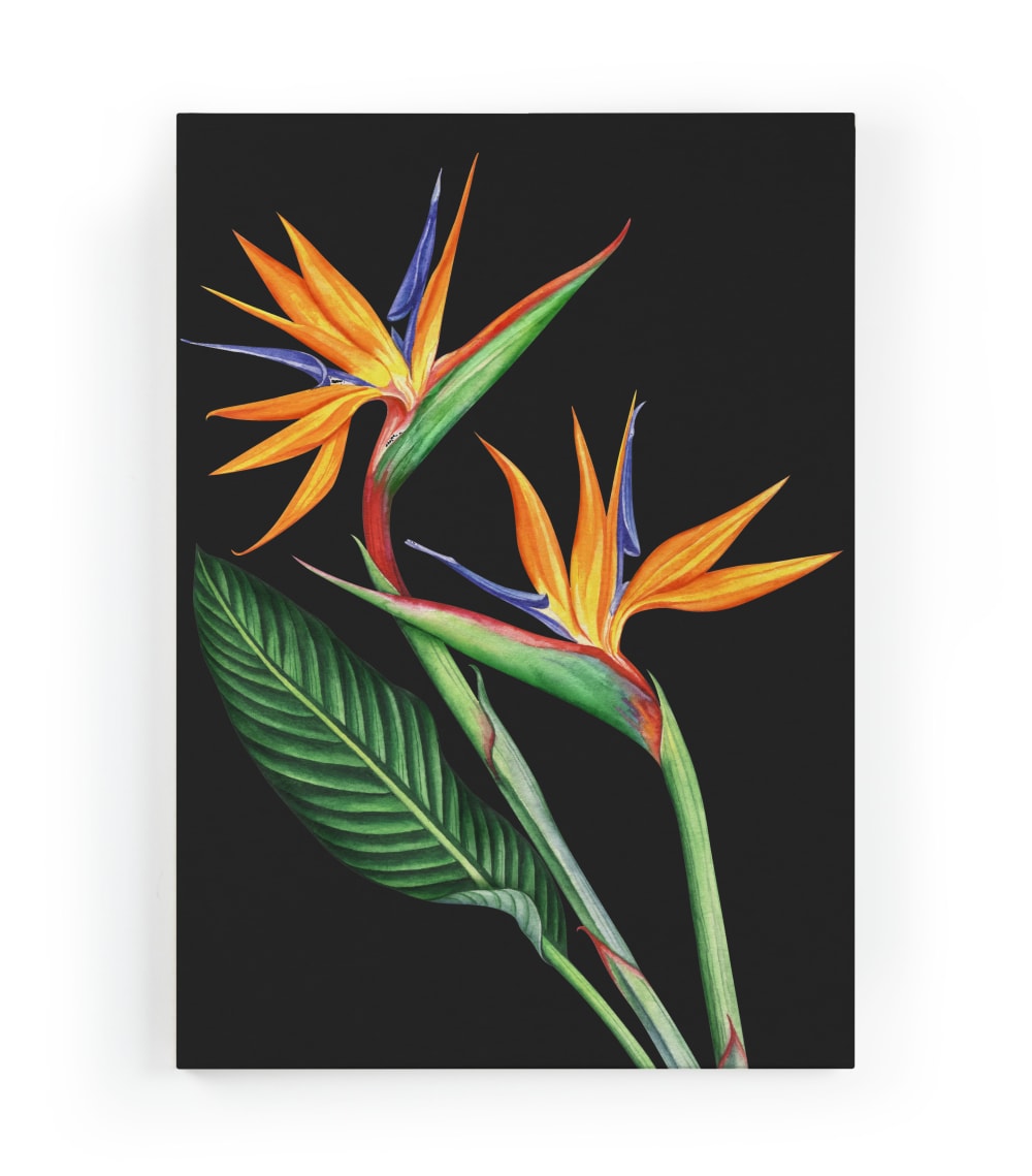 Surdic Peinture sur toile 60x40 imprimé HD fleur du paradis style contemporain Multicolore Pes - Polyester