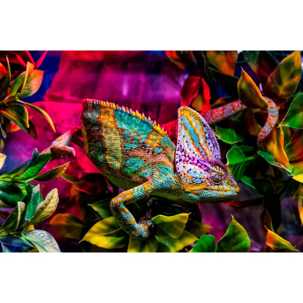 Tableau+sur+toile+cameleon+45x65