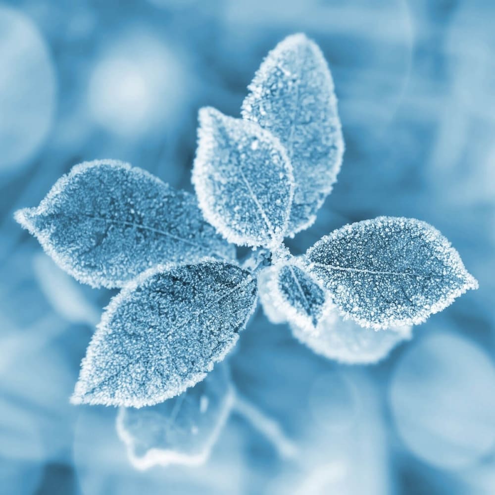 Tableau+sur+toile+fleur+gelee+65x65