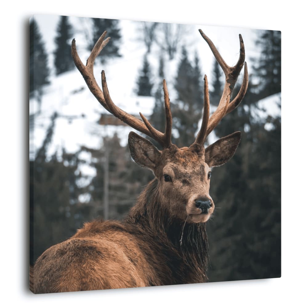 Tableau sur toile regard d'un cerf 65x65